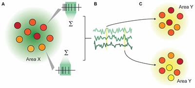 Understanding Sensory Information Processing Through Simultaneous Multi-area Population Recordings